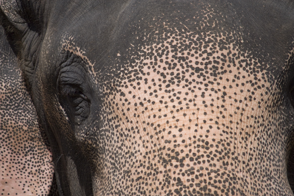 close up with an elephant