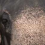 close up with an elephant